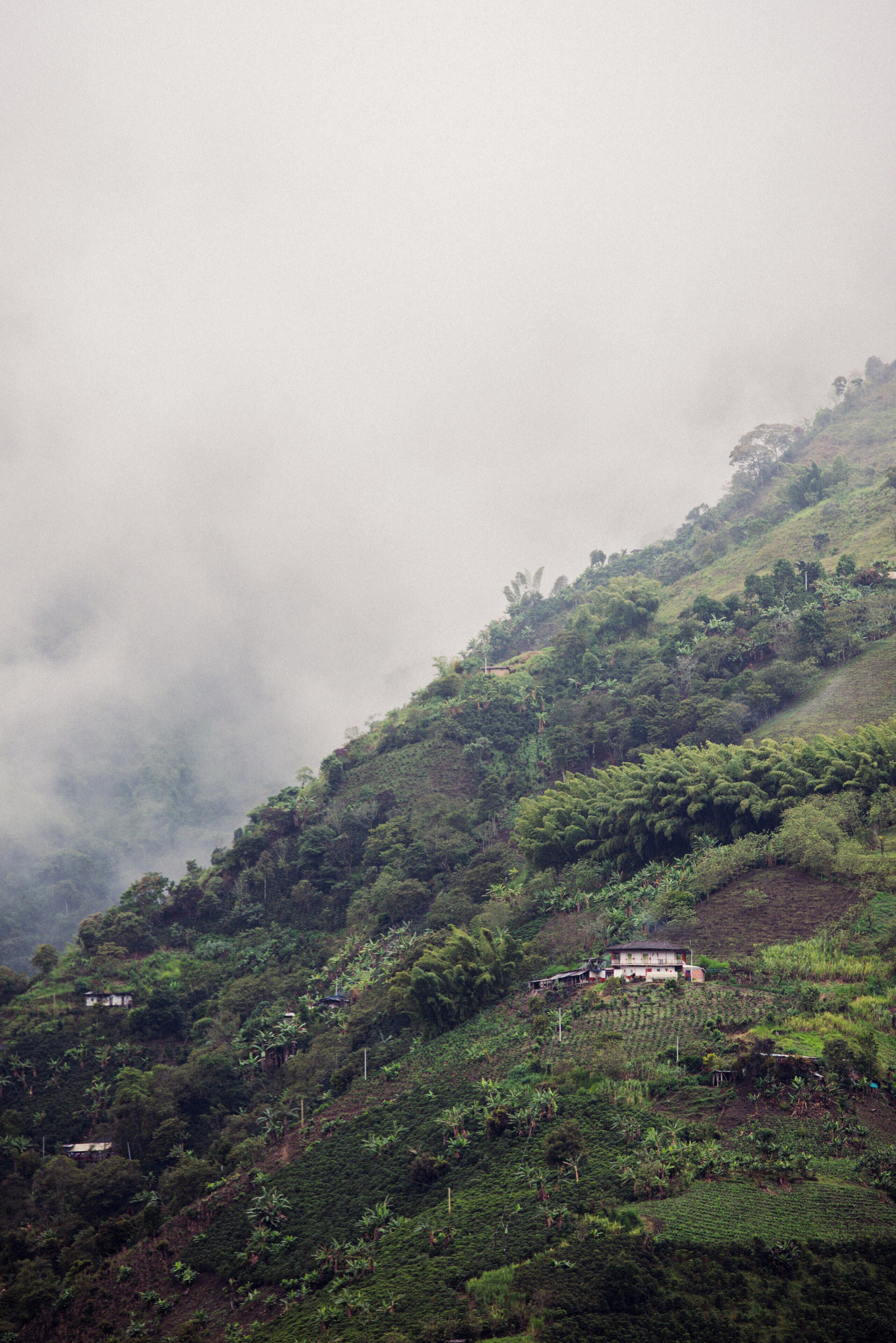 A hillside with a small building surrounded by lush greenery and dense fog.