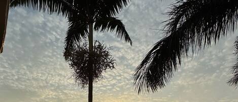 Vista al atardecer desde un balcón con una palmera, una obra en construcción a lo lejos y un acceso con portón.