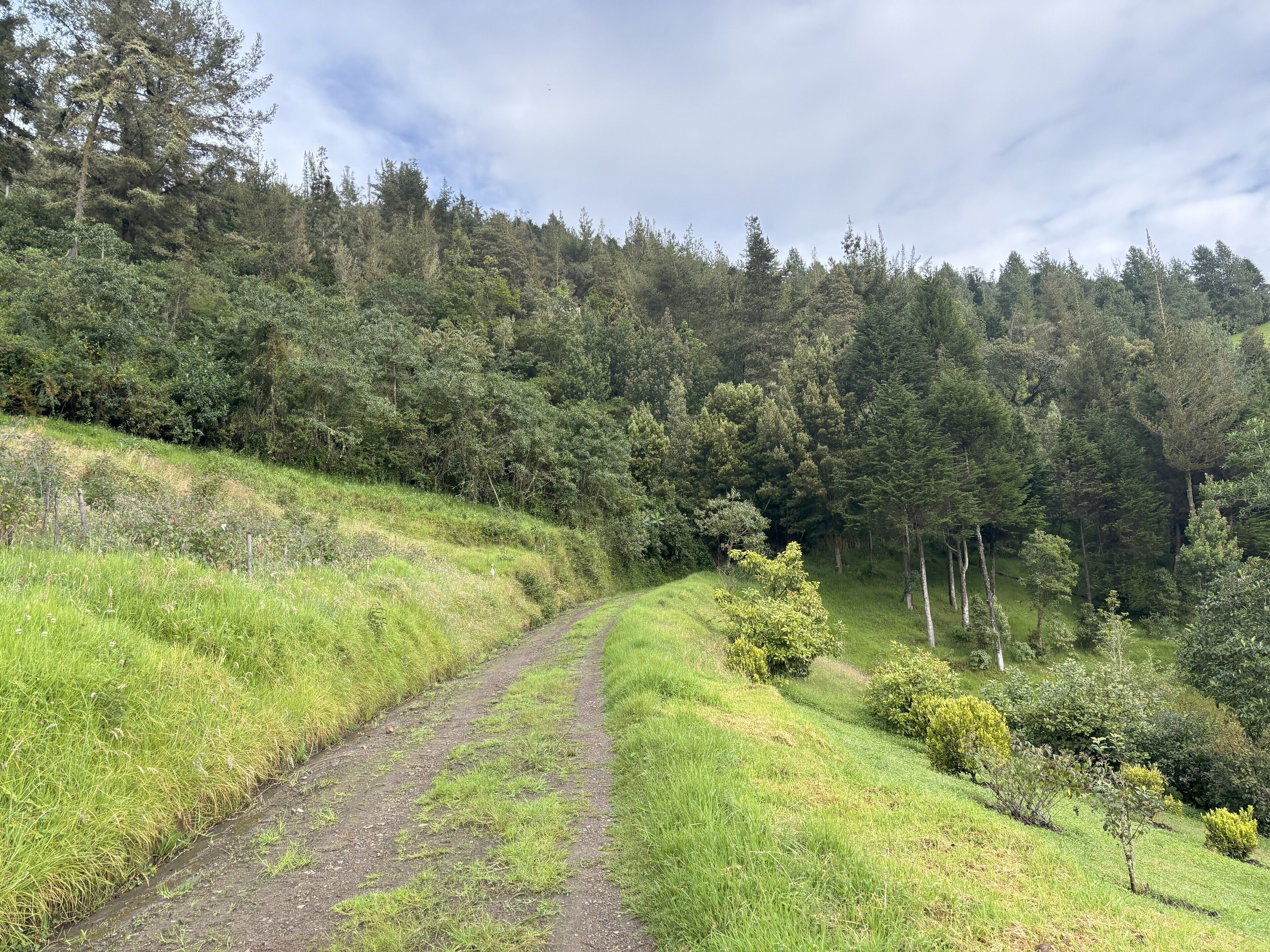 A dirt path winding through a grassy area with dense forest on one side.