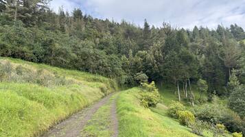 A dirt path winding through a grassy area with dense forest on one side.