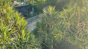 A coastal cityscape with lush greenery and a view of the ocean. - L'horizon bleu : Sea view, air-conditioning, swimming pool, near airport and hospital for 4 people (Saint-Denis)