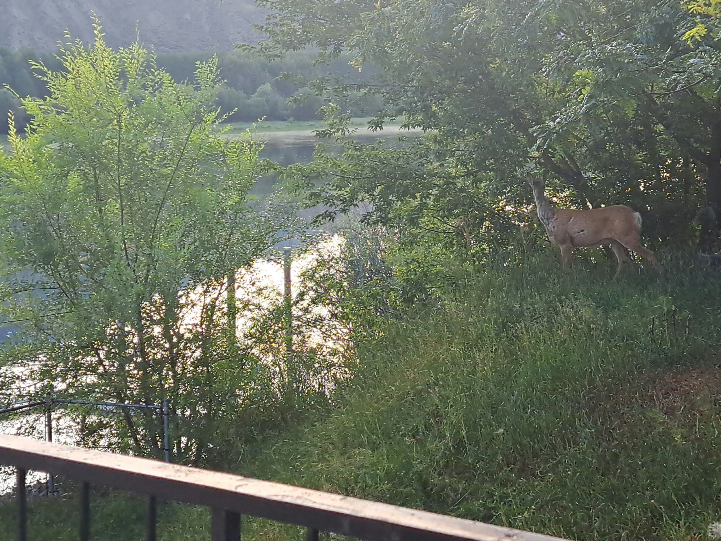 Un paysage naturel comprenant une étendue d’eau, des arbres et une clôture.