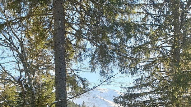 Eine Holzterrasse mit schneebedecktem Untergrund, umgeben von hohen Bäumen und einem Berg im Hintergrund.