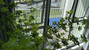 Unclassified image, 4 of 93, button - Impecable 3 bdr-2 bath -Free Carpark and pool (Auckland)