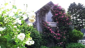 A rustic wooden house with a vine-covered window and lush greenery. - GARDEN SHED (Yamanakako)