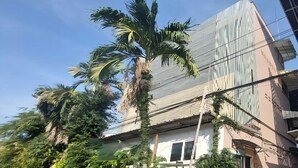 Un edificio moderno con un amplio frente de vidrio, rodeado de abundante vegetación y palmeras.
