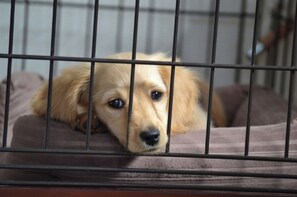 Aceita animais de estimação