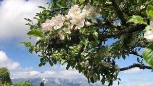 A pathway leading through a garden with a tree bearing white flowers, surrounded by lush greenery and a mountainous backdrop.