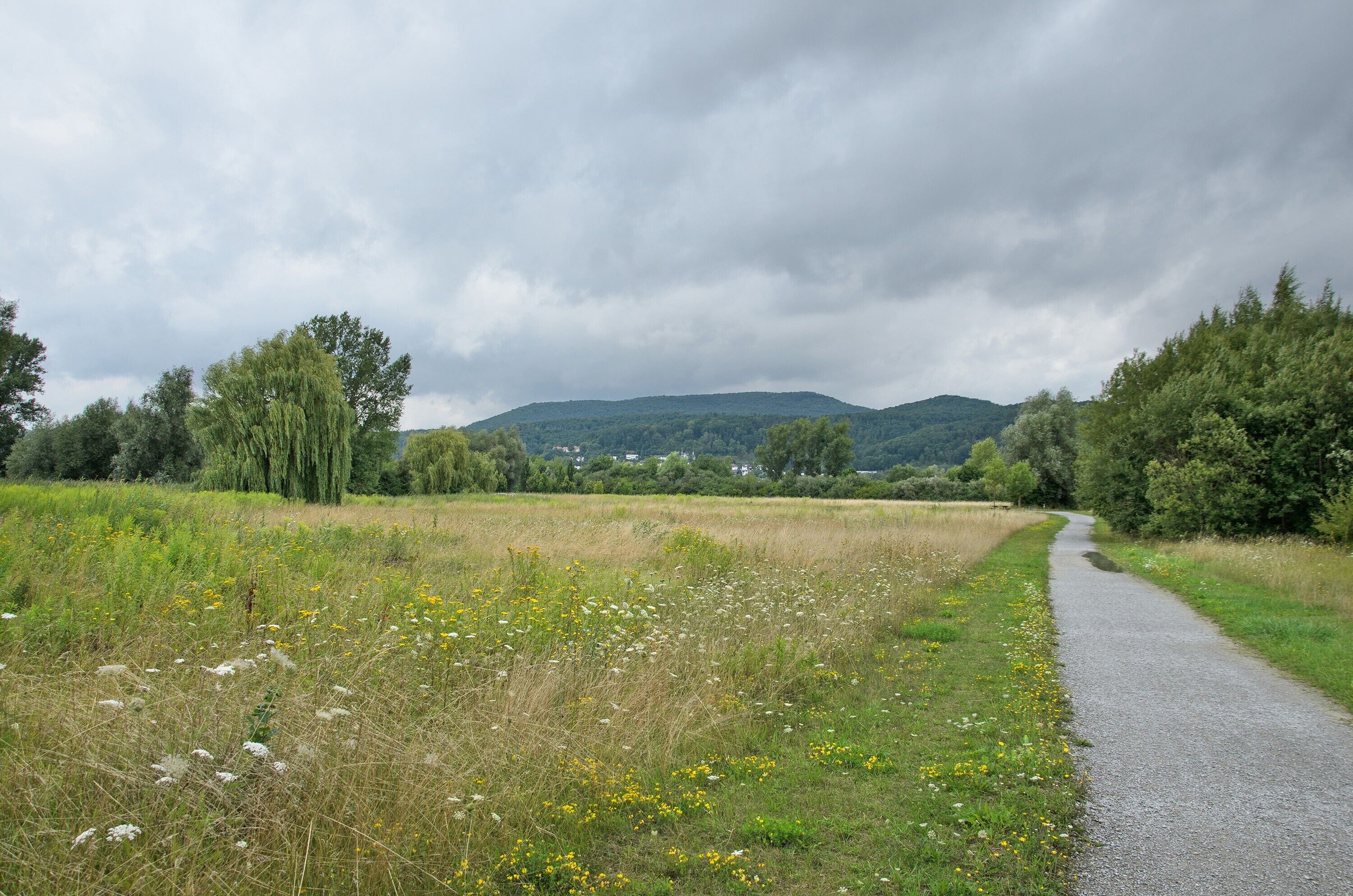 A rural road with a grassy field and trees on either side.