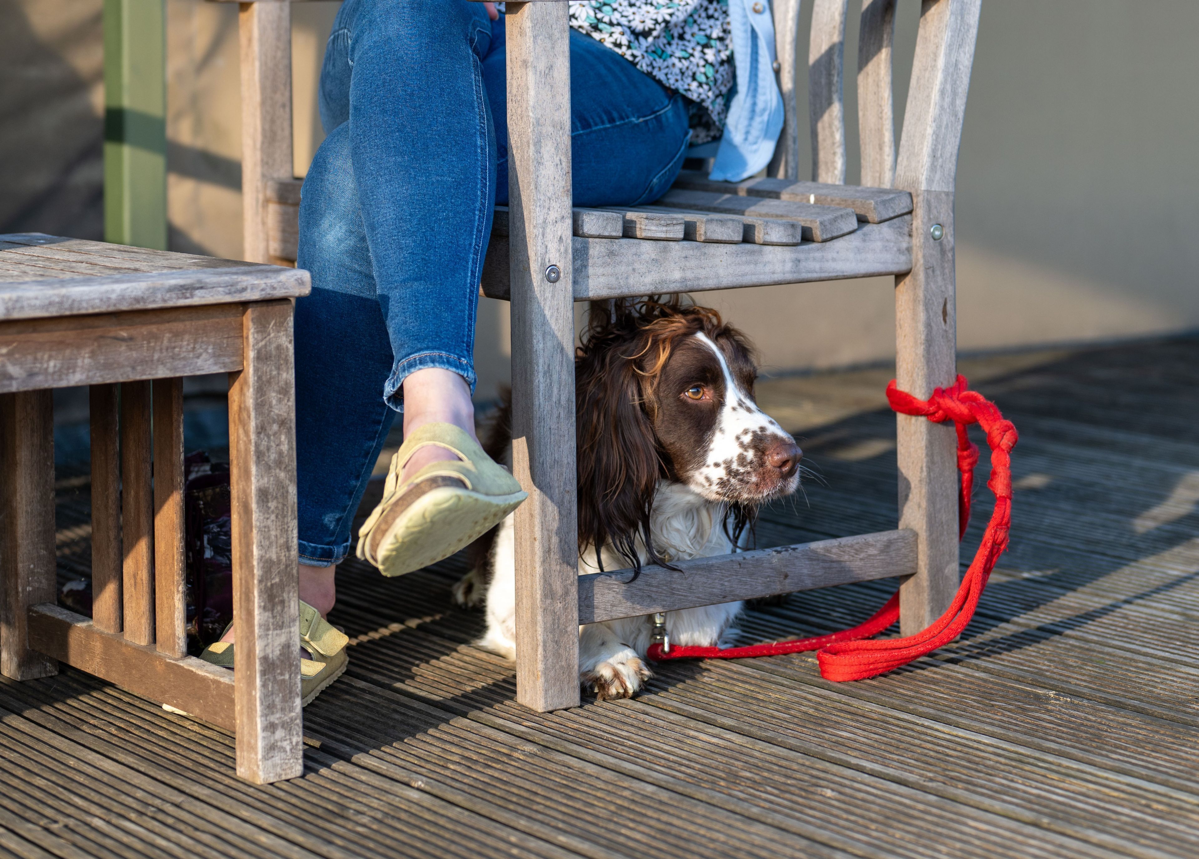 A dog peeking out from under a wooden bench with a red leash.