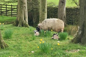 Property grounds - Snipe at Bleasdale, Lancashire (Bleasdale)