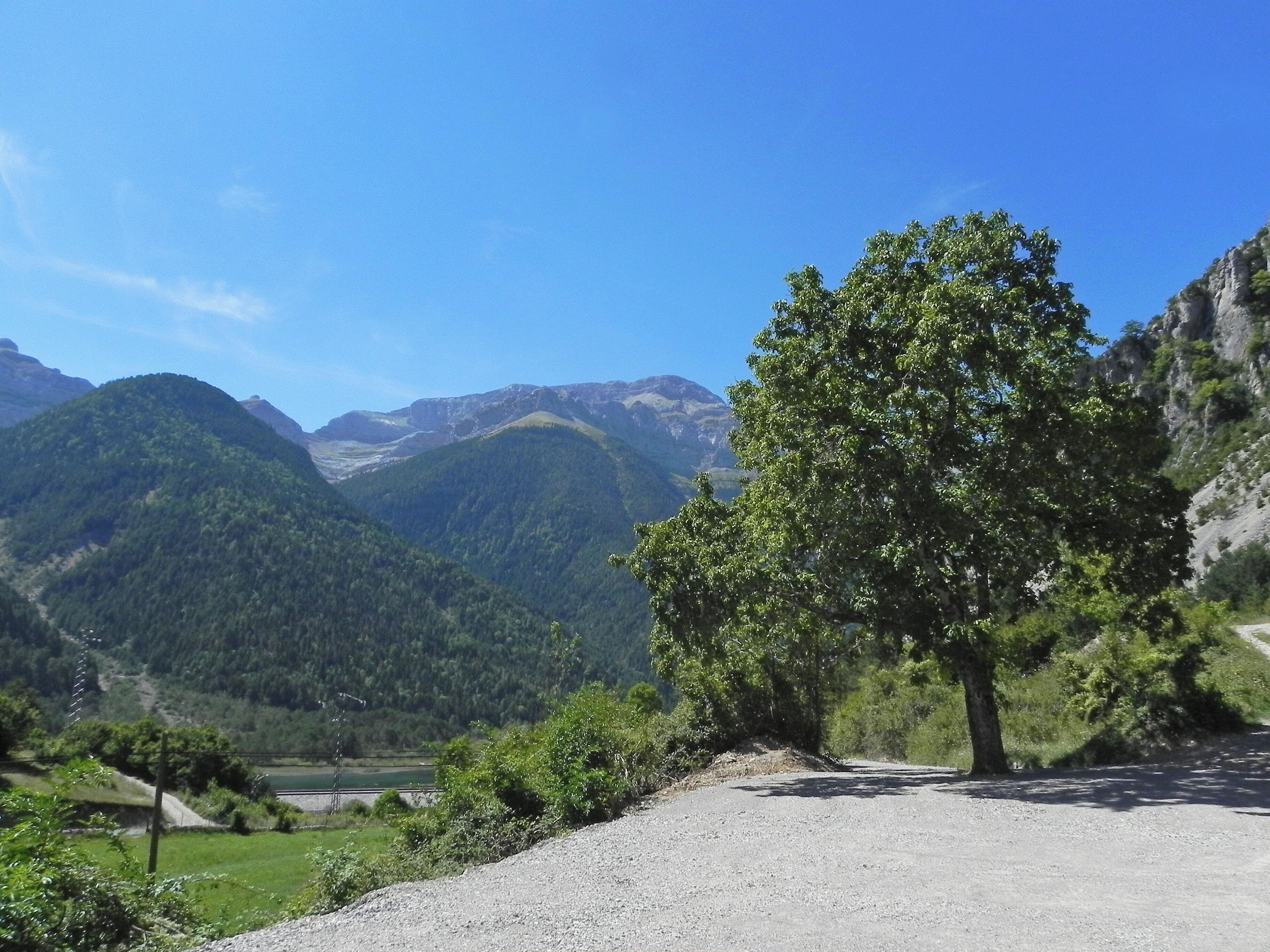 A gravel road with a tree on the right, surrounded by mountains and greenery.
