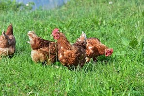 A group of chickens in a grassy field.