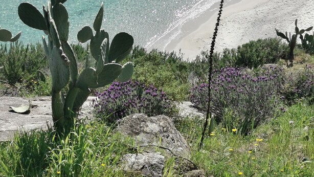 A cactus plant, rocky terrain, and a beach with clear water.
