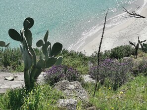 Eine Kakteenpflanze, felsiges Gelände und ein Strand mit klarem Wasser.