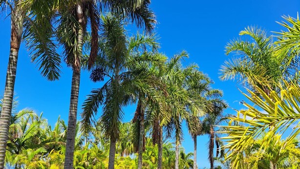 A pathway lined with tall palm trees under a clear blue sky.