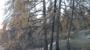 Un área boscosa con árboles y un sendero de tierra.