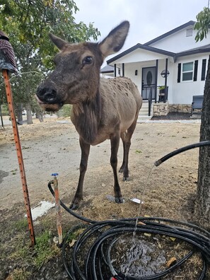 House, 5 Bedrooms | Property grounds