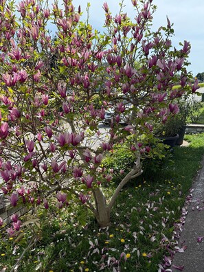 Jardines del alojamiento