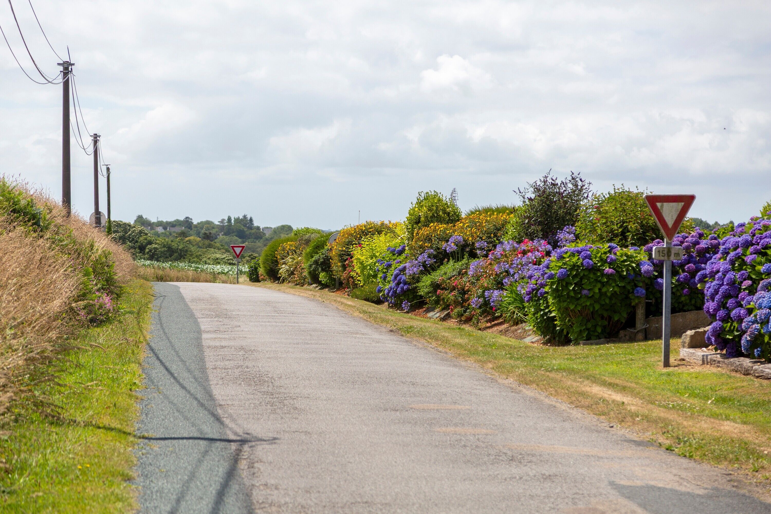 A rural road with a yield sign, power lines, and flowering hedges.