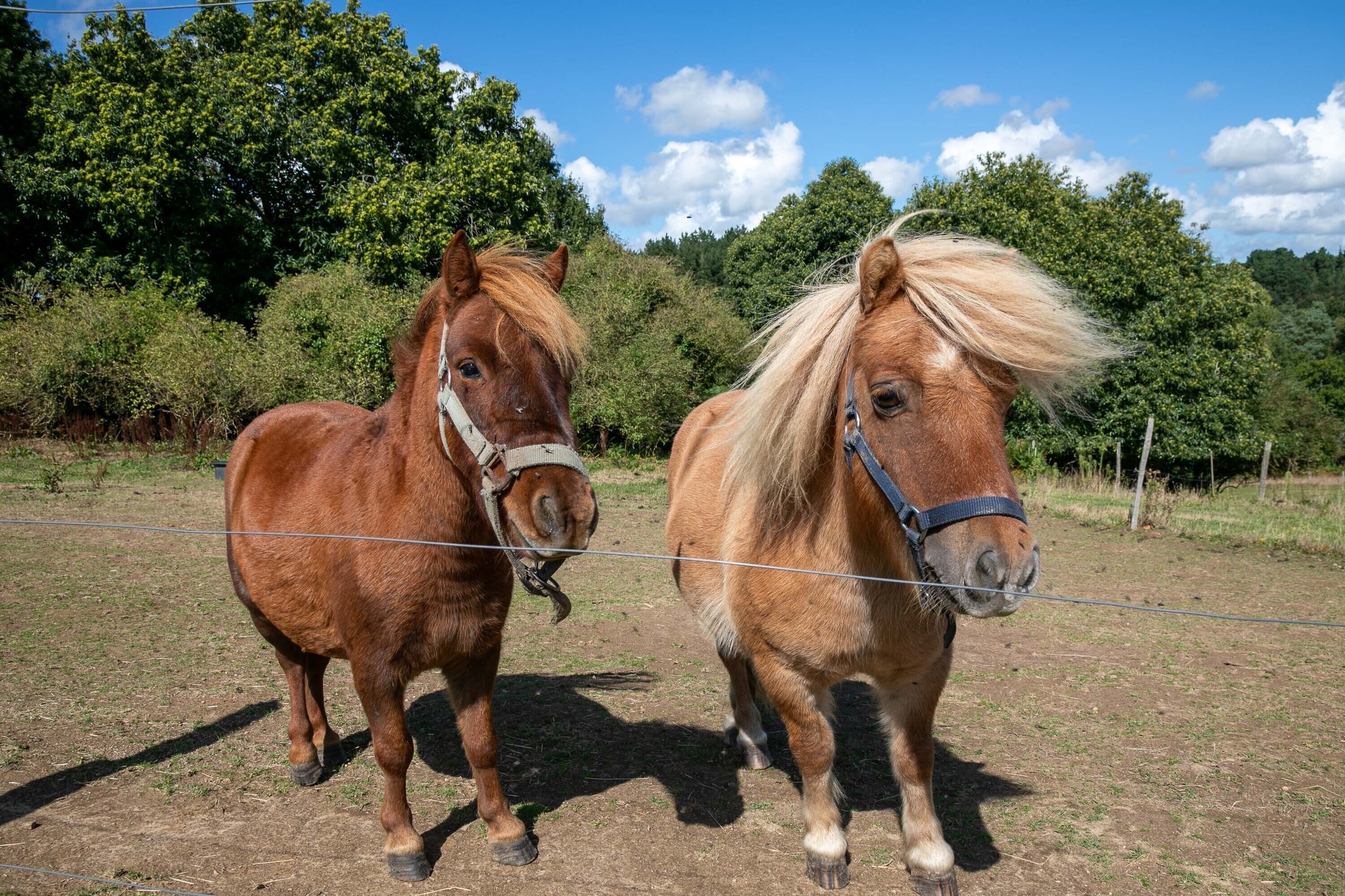 Deux chevaux se tiennent dans un espace clos, avec des arbres en arrière-plan.
