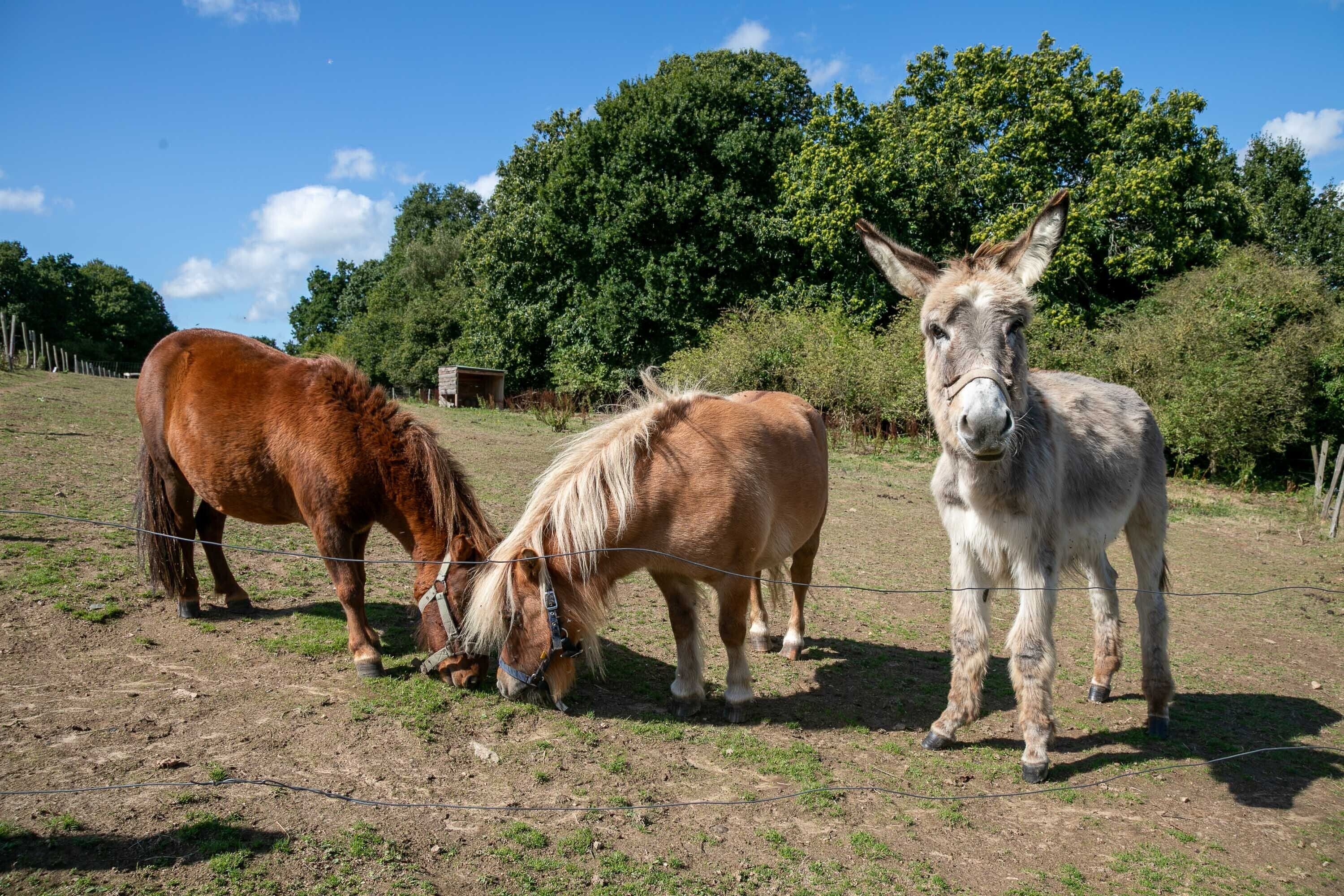Three horses grazing in an outdoor area with a fence, trees, and a small structure in the background.