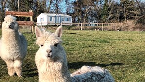 A grassy field with two white alpacas and a small white building in the background. - Mobile Home 'Entre Terre Et Mer' with Private Terrace and Private Garden (Coatascorn)