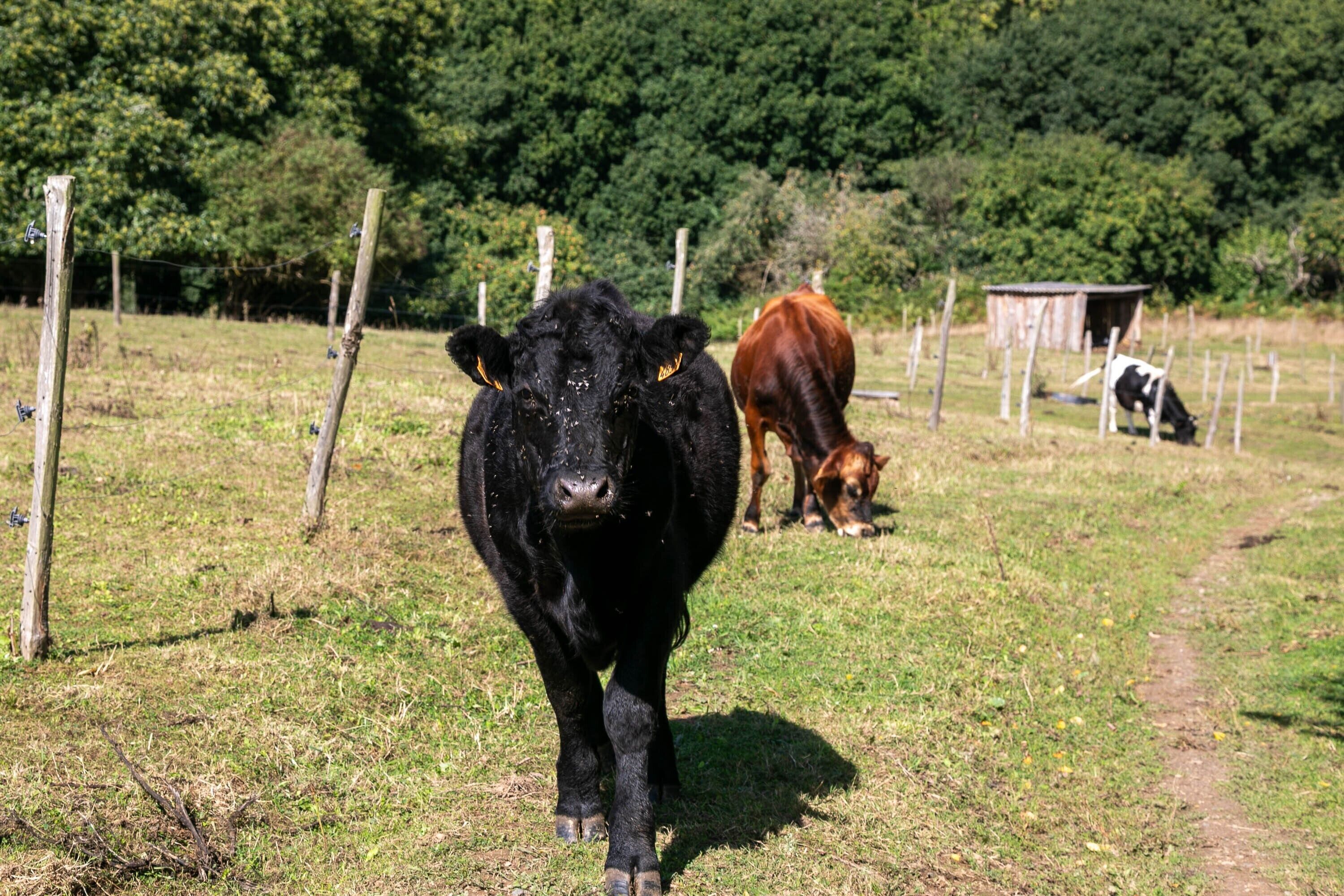 Eine schwarze Kuh auf einer eingezäunten Weide, im Hintergrund ein Weg und ein Holzbau.