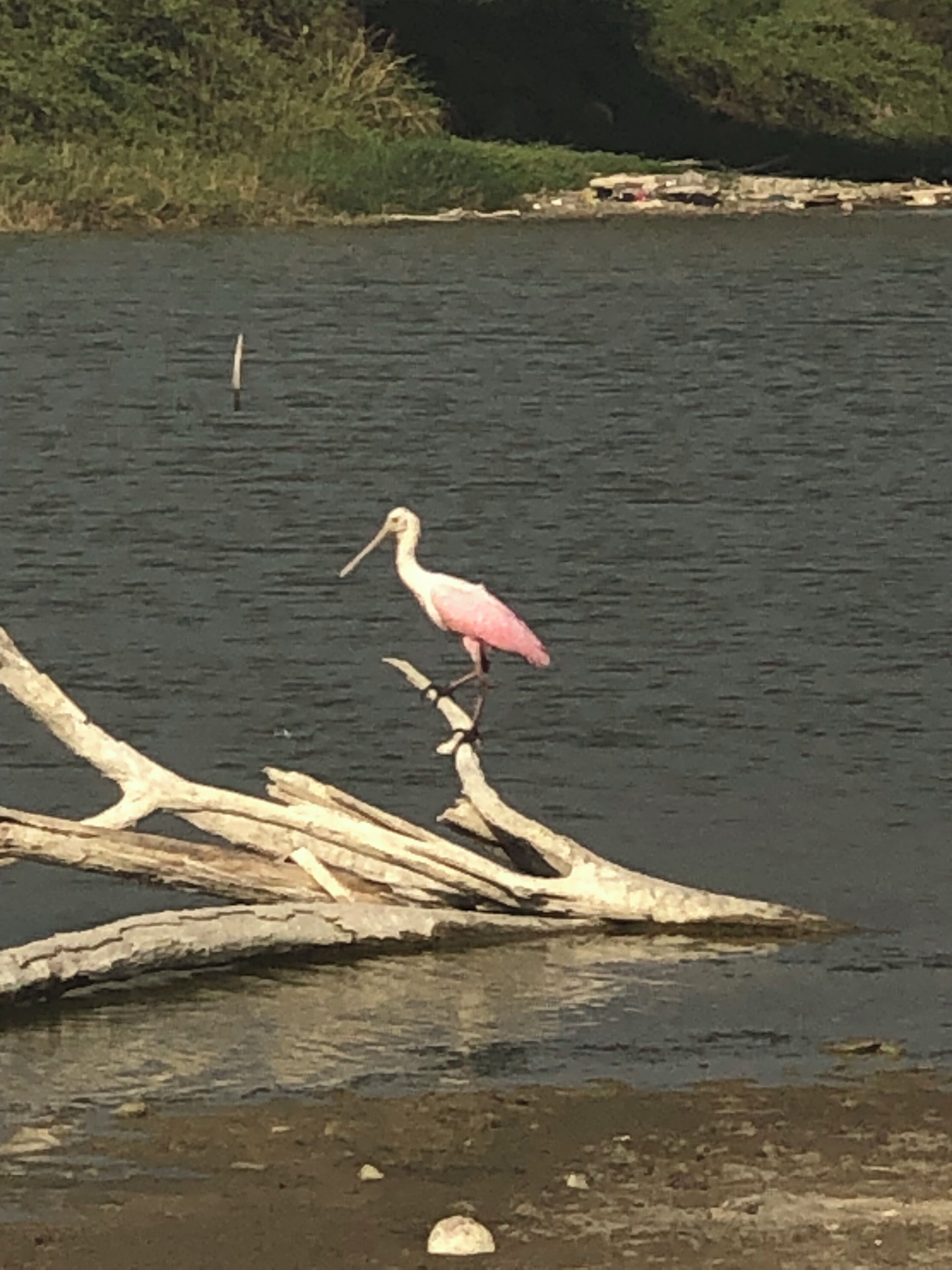 A pink bird standing on a driftwood piece by a calm body of water.