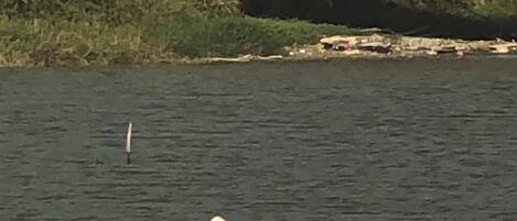 A pink bird standing on a driftwood piece by a calm body of water.