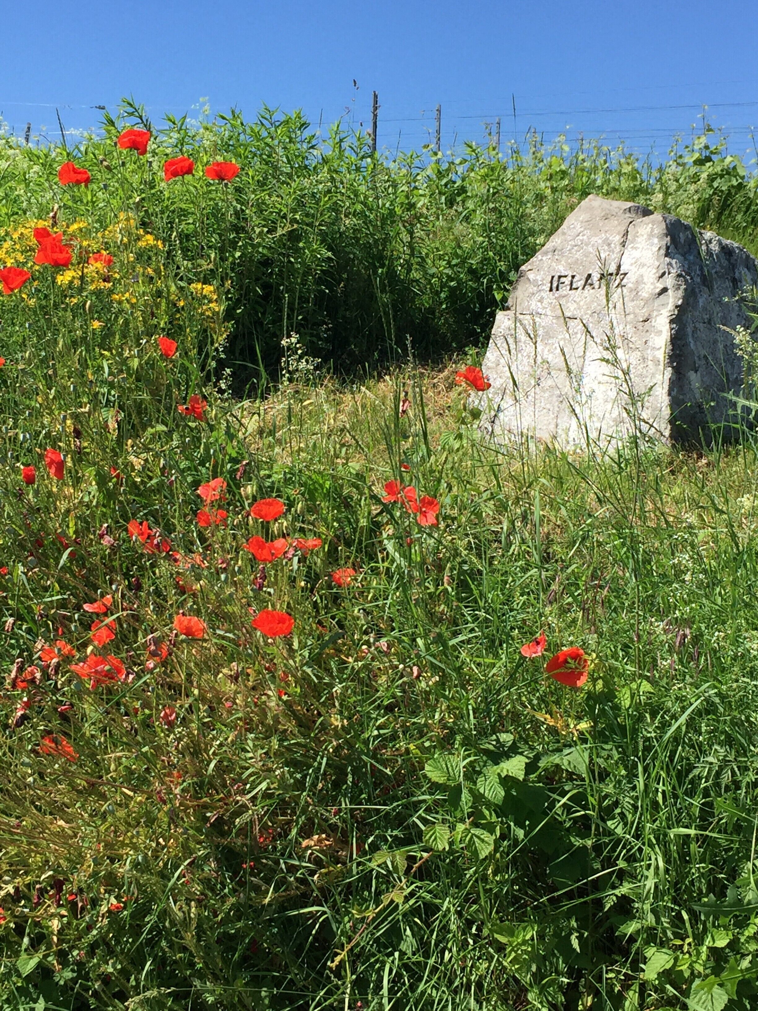 A stone monument with 'IFLANTZ' inscribed, surrounded by wildflowers and greenery.