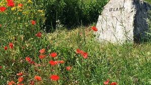 Ein aus Stein errichtetes Denkmal mit der Inschrift 'IFLANTZ', umgeben von Wildblumen und Grünpflanzen.