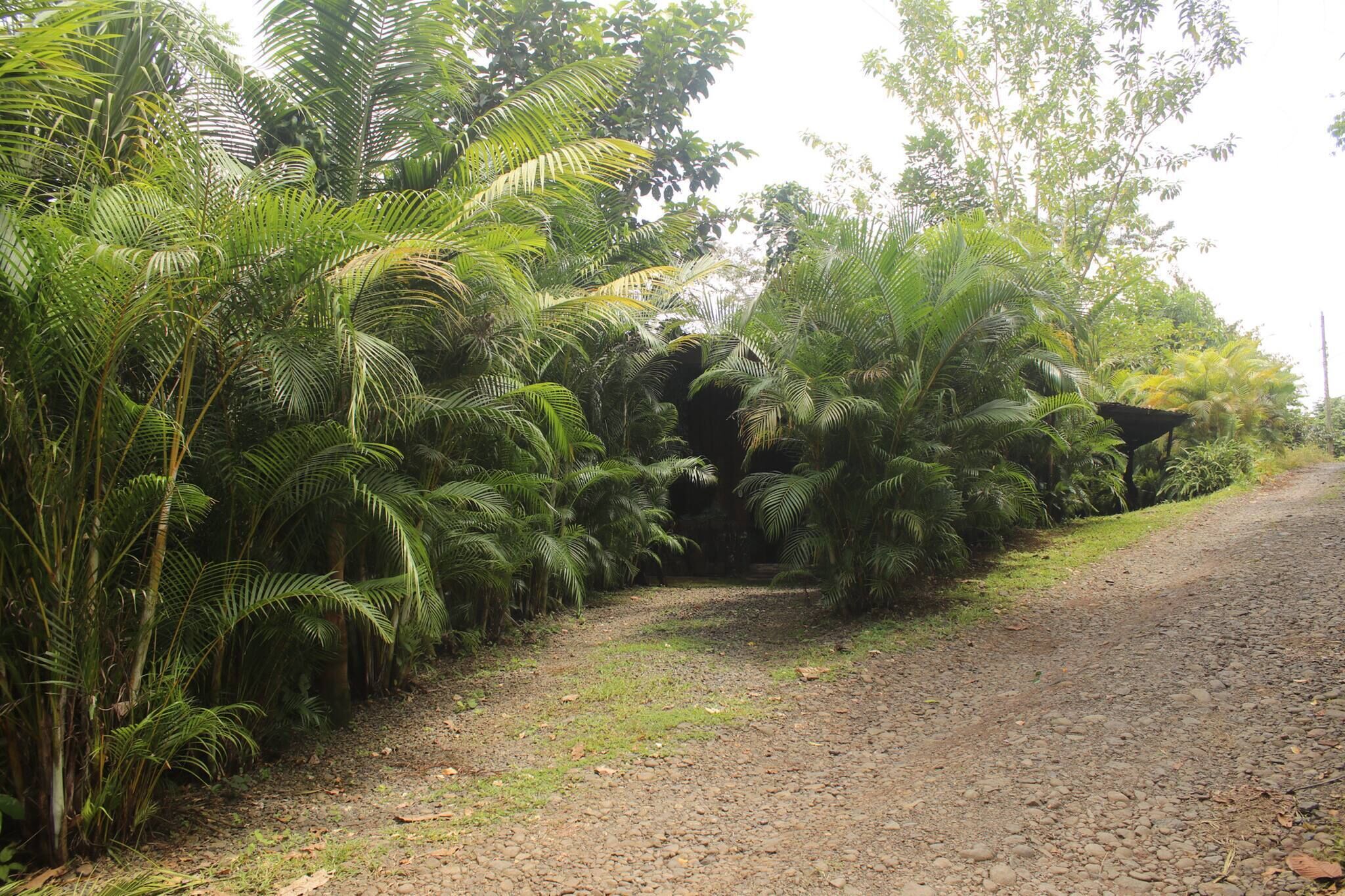 Uma trilha de cascalho ladeada por folhagem tropical densa.