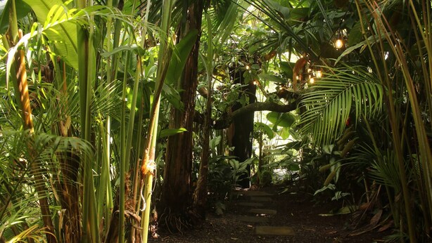 Un sentier étroit, bordé d’une végétation tropicale luxuriante, mène à une structure en bois.