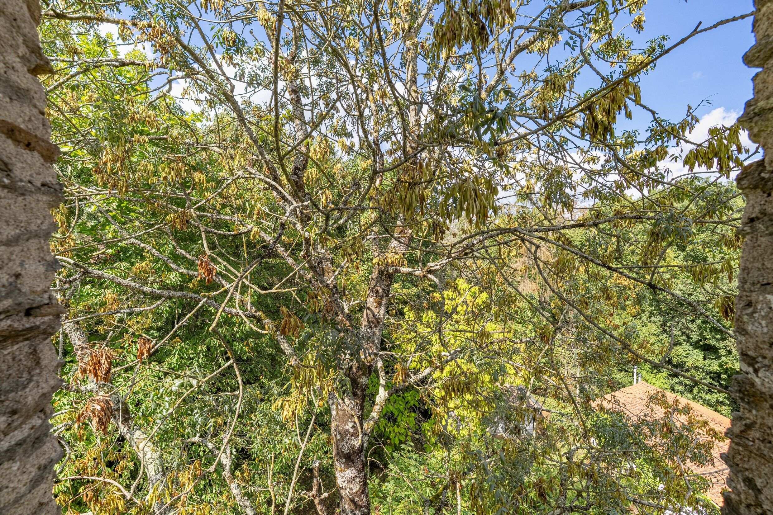 A tree with dense foliage and a stone wall.