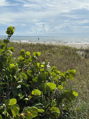 Une plage avec une végétation verdoyante au premier plan et un ciel dégagé.