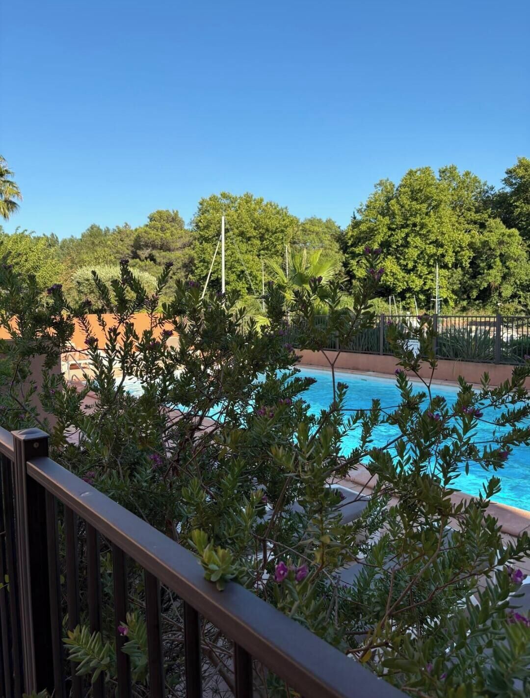 A pool surrounded by lush greenery and a clear blue sky.