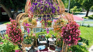 Ein Garten mit einem Pavillon, Gartenmöbeln und einem Hund.