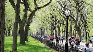 Un parc doté d’une allée pavée bordée d’arbres et de bancs.