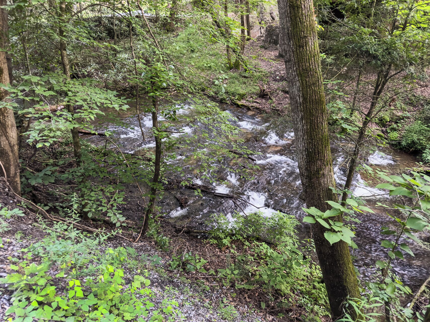 A forested area with a stream flowing through it.