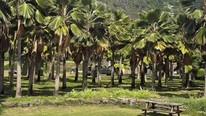A sandy area with palm trees and a picnic table, with a mountain in the background. - Cozy studio in awesome Kaaawa with WiFi, AC, fitness room (Kaaawa)