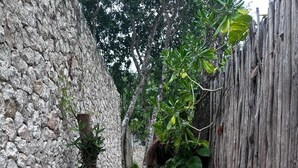 A narrow pathway flanked by a stone wall and a wooden fence, with various plants and trees in the background. - ZENDA TULUM LUXURY VILLAS (Tulum)