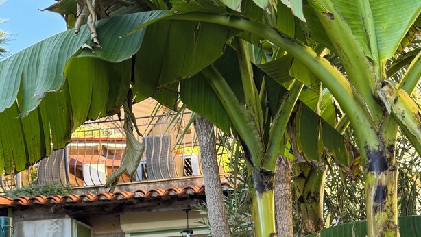 A patio area with a stone floor, a table with chairs, and a potted plant. - Apartment on garden level, between Monaco and Italy, in quiet country setting (Roquebrune-Cap-Martin)