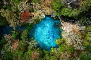 An aerial view of a clear blue pool surrounded by dense foliage. - Ultimate Getaway: Yard, BBQ & Games (Gainesville)