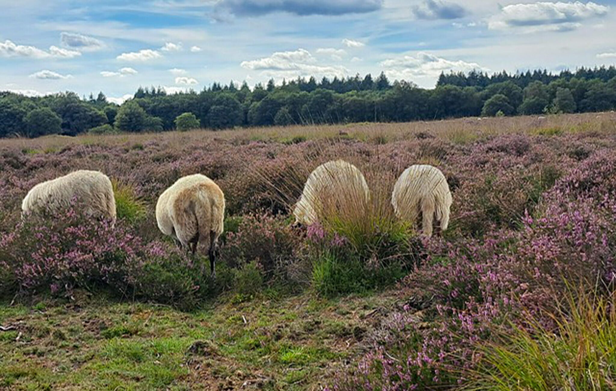 A field with sheep grazing, surrounded by purple heather and a forest in the background.