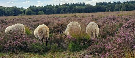 A field with sheep grazing, surrounded by purple heather and a forest in the background.