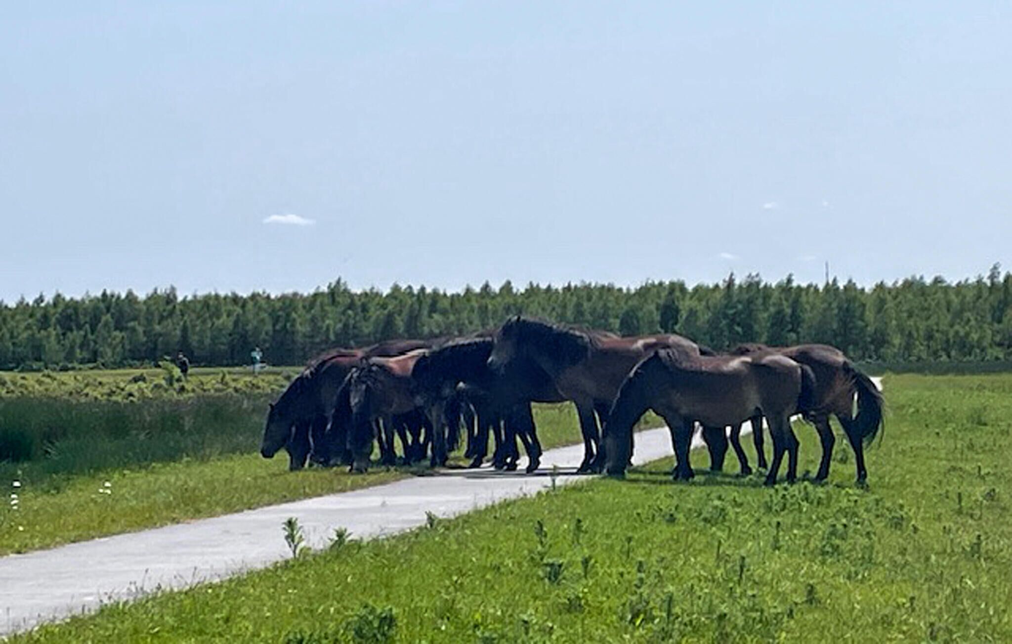 Een groep paarden staat op een geplaveid pad in een grasveld, met een bos op de achtergrond.