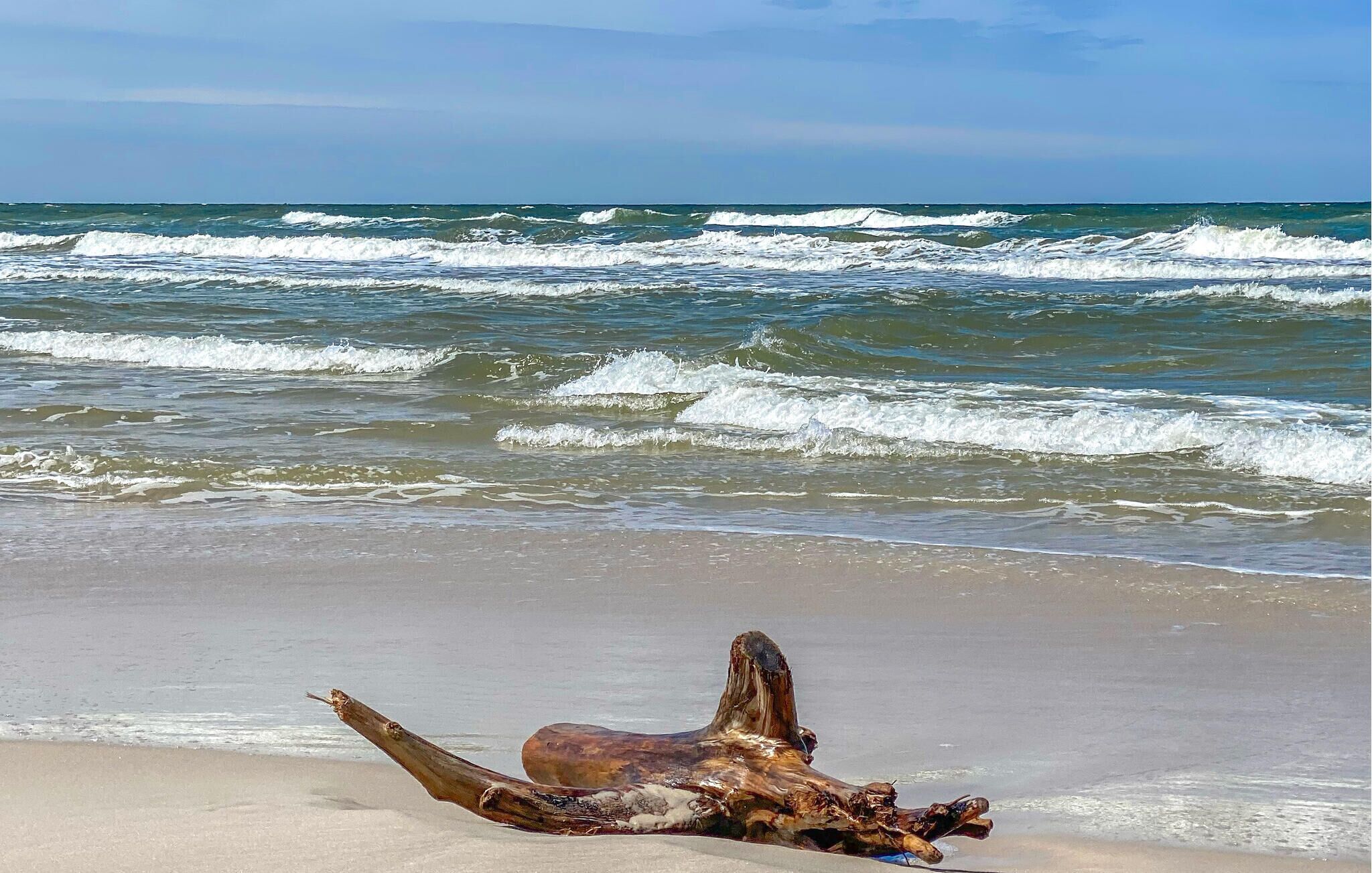 Una playa con olas y madera a la deriva.