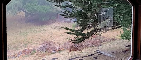 A view through a window with a wooden frame, displaying a fenced outdoor area with a tree and a deer.