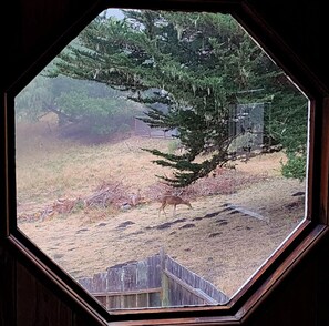 Une vue à travers une fenêtre à cadre en bois, donnant sur un espace extérieur clôturé avec un arbre et un cerf.